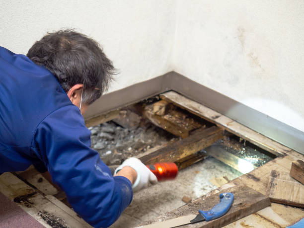 Best Commercial Mold Remediation in Mesita, NM