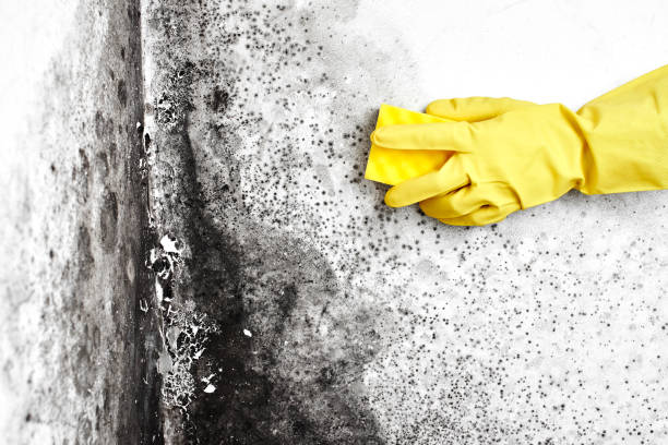 Best White Mold Remediation in Mesita, NM