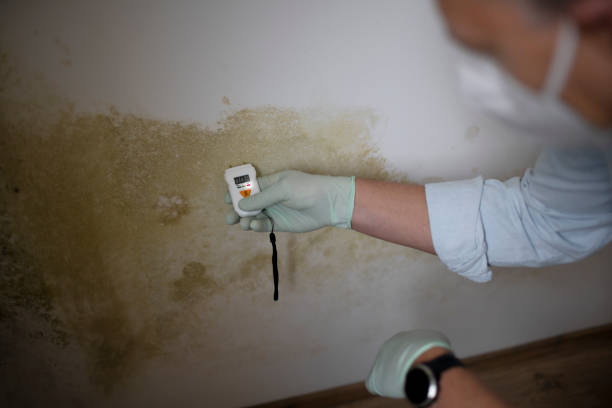 Best Insurance-Related Mold Remediation in Mesita, NM