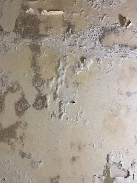 Trusted Mesita, NM Mold Remediation Experts