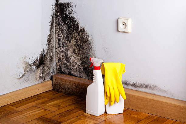 Best Commercial Mold Remediation in Mesita, NM